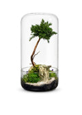 Bean Bonsai