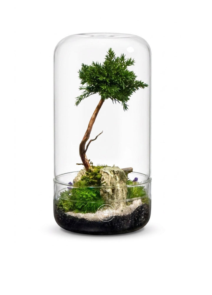 Bean Bonsai