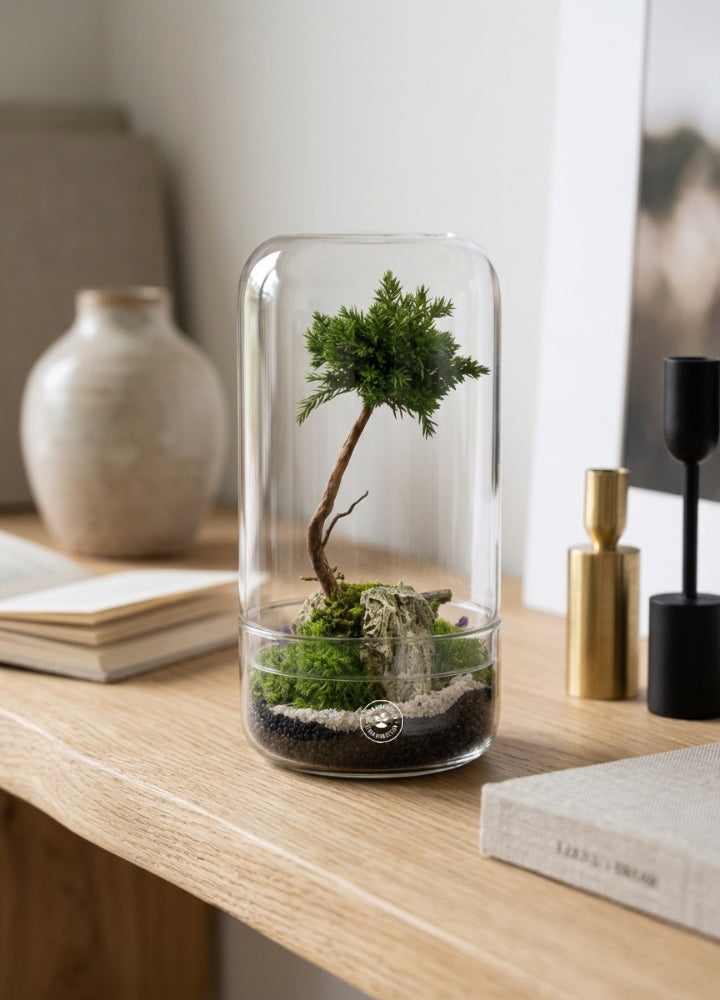 Bean Bonsai