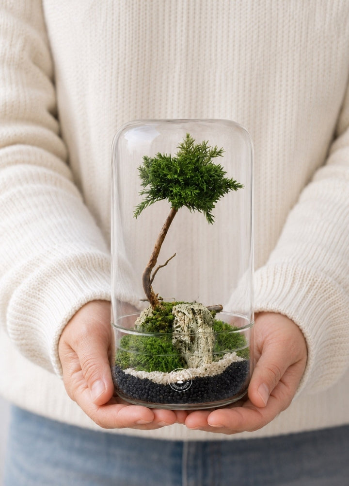 Bean Bonsai