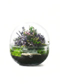 Biosfera S