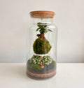 Kokedama Sospeso