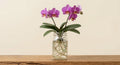 Phalenopsis