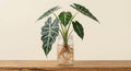 Alocasia