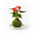 Koke Anthurium