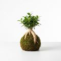 Koke Bonsai