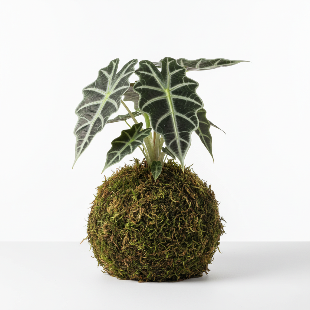 Koke Alocasia