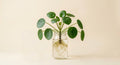 Pilea